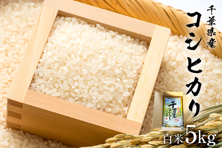 【2025年9月1日以降発送予定】白米　千葉県産こしひかり5kg【2025年産】 mi0068-0001 米 ご飯 おにぎり 早期発送 食品 ｺｼﾋｶﾘ 