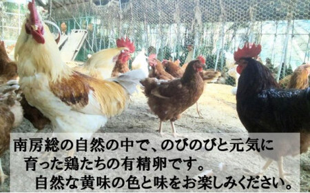 平飼い鶏卵　有精卵30個　10個入3パック（割れ保証3個含む） mi0088-0001