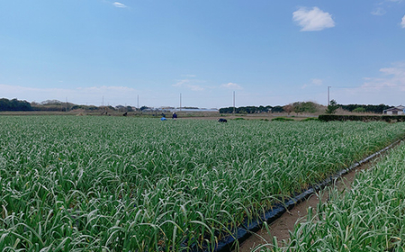 黒にんにく3パック