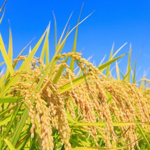 《 令和7年産 》米 コシヒカリ 20kg （5kg×4袋） ／ 米 こめ コメ お米 おこめ コシヒカリ こしひかり 令和7年 新米 白米 精米 ごはん 20kg 送料無料