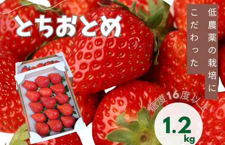 山崎農園のいちご　「とちおとめ」　1.2kg ／ いちご 苺 イチゴ ストロベリー とちおとめ 果物 フルーツ
