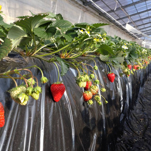 山崎農園のいちご　「とちおとめ」　1.2kg ／ いちご 苺 イチゴ ストロベリー とちおとめ 果物 フルーツ