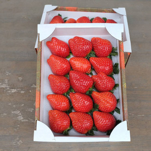 山崎農園のいちご　「とちおとめ」　1.2kg ／ いちご 苺 イチゴ ストロベリー とちおとめ 果物 フルーツ