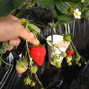 山崎農園のいちご　「とちおとめ」　1.2kg ／ いちご 苺 イチゴ ストロベリー とちおとめ 果物 フルーツ