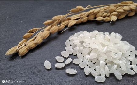 匝瑳市産　コシヒカリ　精米　10kg ／ 米 こめ コメ お米 おこめ コシヒカリ こしひかり 令和7年 新米 白米 精米 ごはん 10kg 定期便 送料無料