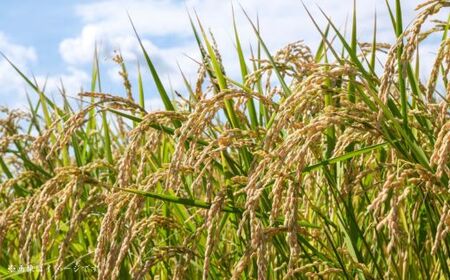 匝瑳市産　コシヒカリ　精米　10kg ／ 米 こめ コメ お米 おこめ コシヒカリ こしひかり 令和7年 新米 白米 精米 ごはん 10kg 定期便 送料無料