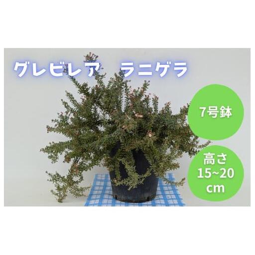 グレビレア　ラニゲラ ／ グレビレア ラニゲラ 植物 観葉植物 鉢植え