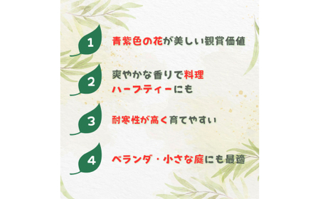 ローズマリー ブルーボーイ / ローズマリー ブルーボーイ 植物 観葉植物 ハーブ 鉢植え