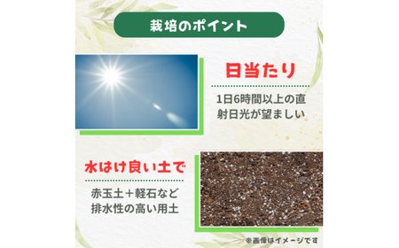 ローズマリー ブルーボーイ / ローズマリー ブルーボーイ 植物 観葉植物 ハーブ 鉢植え