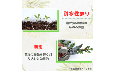 ローズマリー ブルーボーイ / ローズマリー ブルーボーイ 植物 観葉植物 ハーブ 鉢植え