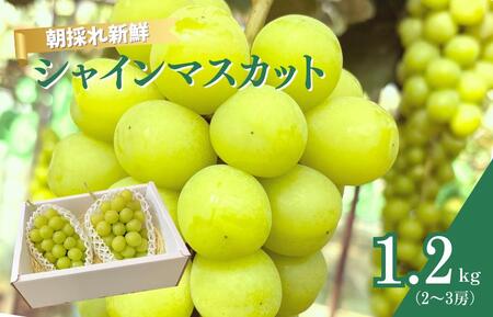 シャインマスカット　1.2kg（2～3房）ぶどう ブドウ 葡萄 シャインマスカット 果物 くだもの フルーツ 1.2kg カクタファーム 朝採り 産地直送 産直 期間限定 千葉県 匝瑳市