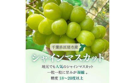 シャインマスカット　1.2kg（2～3房）ぶどう ブドウ 葡萄 シャインマスカット 果物 くだもの フルーツ 1.2kg カクタファーム 朝採り 産地直送 産直 期間限定 千葉県 匝瑳市