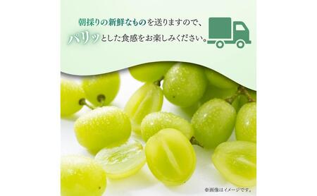 シャインマスカット　1.2kg（2～3房）ぶどう ブドウ 葡萄 シャインマスカット 果物 くだもの フルーツ 1.2kg カクタファーム 朝採り 産地直送 産直 期間限定 千葉県 匝瑳市