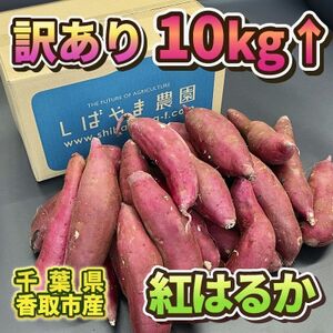 【訳あり】さつま芋 紅はるか 約10kg 千葉県香取市産【先行受付2024年12月上旬より順次発送】【配送不可地域：離島・沖縄県】【1533980】