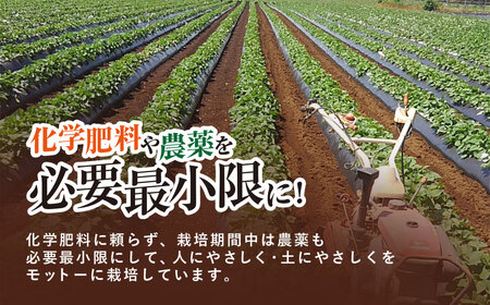 【先行予約】香取市産 さつまいも 紅はるか 約5kg 1本2～300g 焼き芋やスイートポテトにどうぞ KTRW001 / 芋 サツマイモ さつま芋 べにはるか ベニハルカ 焼き芋 焼芋 焼いも お芋 おいも いも 生芋