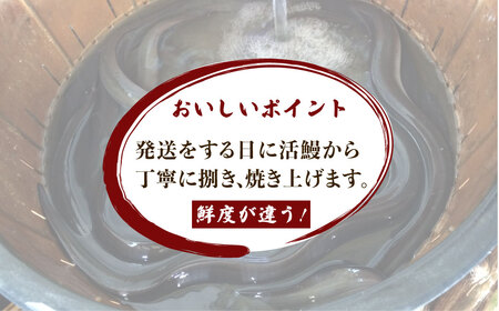 戸村川魚店の国産うなぎ 白焼き特大サイズ 4尾 セット /  うなぎ 国産うなぎ 鰻 国産鰻 ウナギ 国産ウナギ 白焼 白焼き TMR004