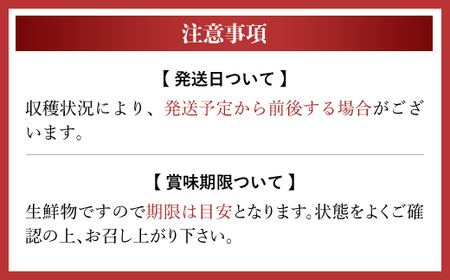 【2025年分先行予約】幻のナイルメロン　全国で10人ほどの農家でしか栽培されていない幻のメロン　約1.5kg×2玉 / メロン ナイルメロン 幻のメロン 甜瓜 青肉 青肉メロン 千葉県 山武市 SMAE001