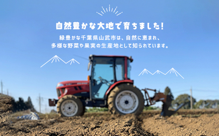 タケノコ 約5kg 【 ふるさと納税 人気 おすすめ ランキング 筍 山菜 タケノコ 野菜 やさい お取り寄せ ご当地 特産品 千葉県 山武市 送料無料 】SMAF003