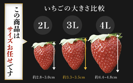 【先行予約/2024年12月配送開始】希少品種 黒いちご 真紅の美鈴 サイズお任せ 24粒～36粒 SMAN014 千葉県 山武市 いちご イチゴ 苺