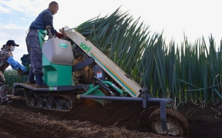 【先行予約】【12月上旬から発送】九十九里の潮風と太平洋の海水で育てたブランドネギ 九十九里海っ子ねぎ 約5kg SMBQ002