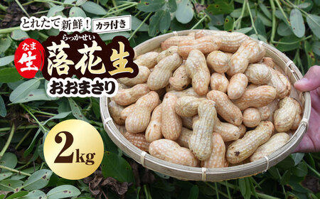 ★先行予約★【2026年9月上旬より順次発送！】とれたて新鮮! 生落花生 おおまさり 2kg 殻付き／ らっかせい 落花生 生落花 掘り取り 手もぎ 新鮮 おやつ おつまみ お料理 ゆで落花生 ピーナッツ 千葉県 山武市 SMCK001