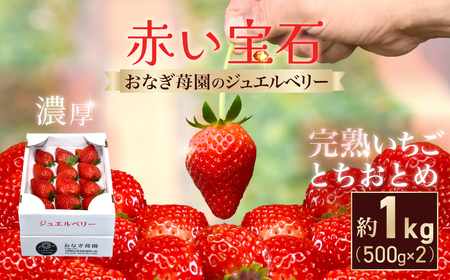 【先行予約】【1月下旬から発送】赤い宝石 おなぎ苺園のジュエルベリー 完熟いちご とちおとめ 約1kg（約500g×2） SMCO002