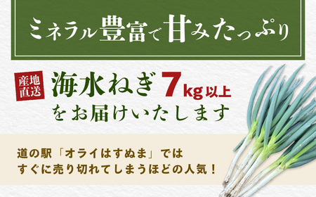 【山武市限定栽培】泥ネギでドドンと配送！ミネラル豊富で甘みたっぷりの「海水ネギ」７kg以上 / 地元の道の駅オライはすぬまで大人気の農家から直送! 【発送期間は12月～2月】SMCV002