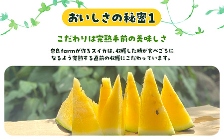 サンブラックスイカ　SMAF005