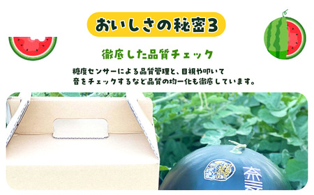 サンブラックスイカ　SMAF005