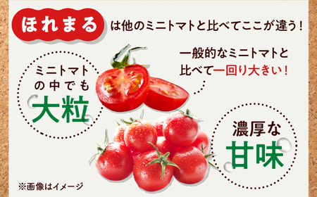【2026年7月以降順次発送】 喜茂別産 採れたてミニトマト 『ほれまる』 （500g×4パック）《喜茂別町》【富田農園/スプレス】 トマト ミニトマト 野菜 夏野菜 先行予約 朝採れ 季節の野菜[AJAJ012]