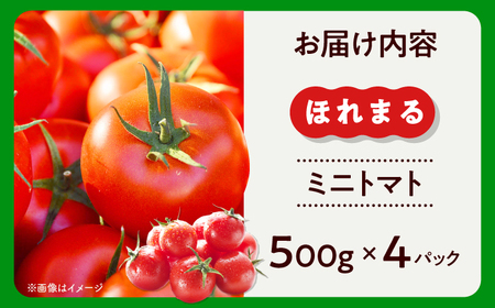 【2026年7月以降順次発送】 喜茂別産 採れたてミニトマト 『ほれまる』 （500g×4パック）《喜茂別町》【富田農園/スプレス】 トマト ミニトマト 野菜 夏野菜 先行予約 朝採れ 季節の野菜[AJAJ012]