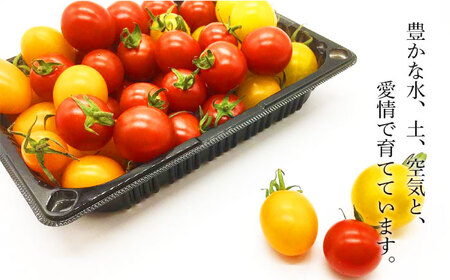 喜茂別産 ミニトマト 約1.5kg / 期間限定 数量限定 [AJAJ007]