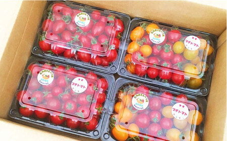 喜茂別産 ミニトマト 約1.5kg / 期間限定 数量限定 [AJAJ007]