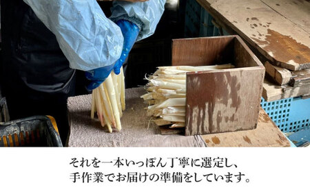 【2026年分予約開始！】喜茂別産 採れたて！ホワイトアスパラガス 約2kg 野菜 冷蔵配送 産地直送 北海道 [AJAJ008]