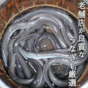 鰻の老舗　千葉県いすみ市藤井のうなぎ白焼き(3匹)_うなぎ 鰻 白焼き 老舗 藤井_【配送不可地域：離島・沖縄県】【1391298】