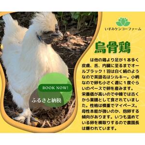 庭先養鶏いすみケンコーファームが烏骨鶏の有精卵10個を心を込めて大切なあなたへお届けいたします【配送不可地域：離島】【1455517】