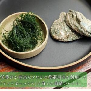 陸上養殖あおのり(原藻)　5g×6パック_魚介・海産物 海苔 海藻 のり ノリ_【1542686】