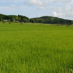 【千葉県いすみ市産】コシヒカリブレンド　精米10kg(5kg×2袋)【1546626】