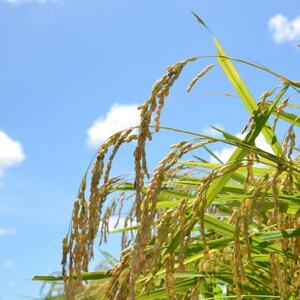 【千葉県いすみ市産】コシヒカリブレンド　精米10kg(5kg×2袋)【1546626】