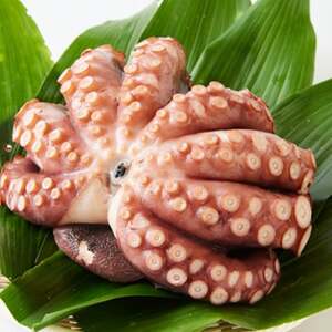 地だこ 1杯 (1.8kg～2.0kg)_魚介・海産物 タコ  たこ 蛸_【配送不可地域：離島】【1575491】