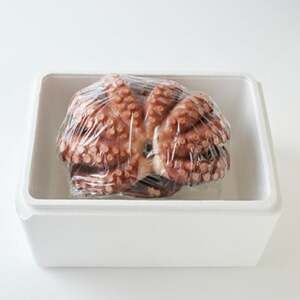 地だこ 1杯 (1.8kg～2.0kg)_魚介・海産物 タコ  たこ 蛸_【配送不可地域：離島】【1575491】