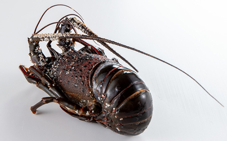 刺身用活〆冷凍伊勢海老420g【配送不可地域：離島】【1607614】