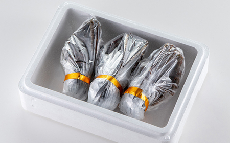 活〆冷凍伊勢海老600g【配送不可地域:離島】【1607625】