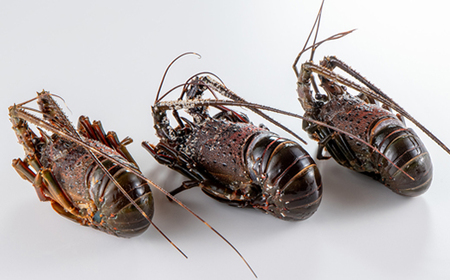 活〆冷凍伊勢海老600g【配送不可地域:離島】【1607625】