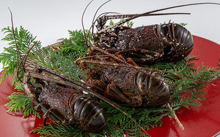 活〆冷凍伊勢海老600g【配送不可地域:離島】【1607625】