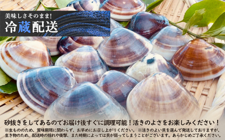 プロも認める活はまぐり 国産 天然 約5.4kg 千葉県 九十九里産_蛤 ハマグリ 魚貝 魚介 海鮮 貝 出汁 だし プロ仕様 人気 送料無料_【配送不可地域：離島・沖縄県】【1226356】