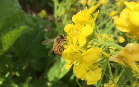 いすみ市の『ハチミツさん』160g×2個_調味料 はちみつ  ハチミツ 蜂蜜_【1391527】