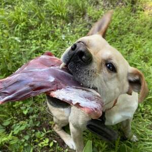 無添加骨付きジビエドッグフード　人も犬も安心して食べられるキョンの骨付き肉　500g×1パック_ ペット用品  _【配送不可地域：離島】【1432686】