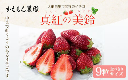 先行予約【2025年12月中旬より順次発送】大網白里市発祥のイチゴ「真紅の美鈴」９粒 食べきりサイズ いちご イチゴ 苺 希少 甘い 深紅 真紅の美鈴 ギフト 黒いちご 黒イチゴ 千葉県 大網白里市 思いやり型返礼品 M006