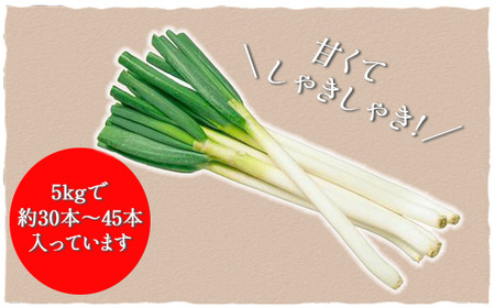 【先行予約12月発送】千葉県大網白里市産　長ネギ　L～2Lサイズ　5㎏（約30本～45本）／ふるさと納税 長ネギ 長ねぎ 長葱 ネギ ねぎ 葱 野菜 鍋 先行予約 先行受付 千葉県 大網白里市 AV001